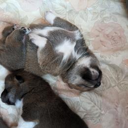 Shiba Inu Puppies from Cornerpost Shiba Inus
