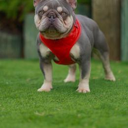 French Bulldog Puppies from Tampa Bay Frenchies LLC