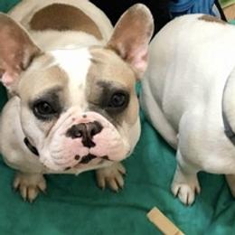 French Bulldogs from Running With the Bullies