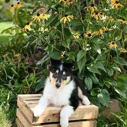 Aladdin - Black white and tan male Collie puppy in Chilhowie, Virginia from Jolly Collies & Kingdom Elite Yorkshire Terriers