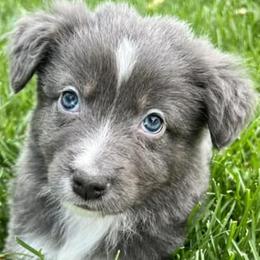 Australian Shepherds, Miniature American Shepherds, Miniature Australian Shepherds, and Toy Australian Shepherds from V5 Aussies