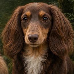 Moo - Dachshund