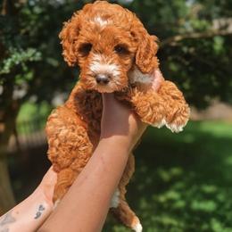 Strider - Red  male Goldendoodle puppy in Austin, Texas from Cedarcrest Goldendoodles