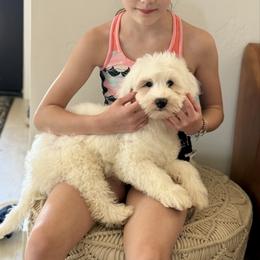 Angel - Cream male Australian Labradoodle puppy in Auburn, California from Poodles and Labradoodles breeder