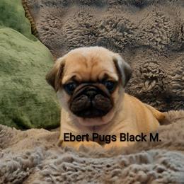 Fawn male 3 - Fawn male Pug puppy in Saint Helens, Oregon from Ebert Golden Retrievers & Pugs