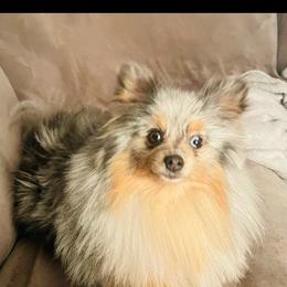 Piper - Blue merle female Pomeranian puppy in Buck Valley, Pennsylvania from Buck Valley Pomeranians