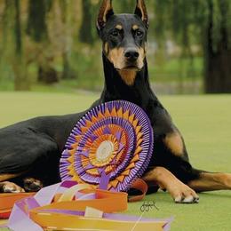 Doberman Pinschers from Vision Dobermans