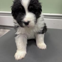 Scott - Black tri-color male Australian Shepherd puppy in Putnam County, New York from Highland Haven Australian Shepherds