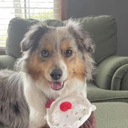 Miniature Australian Shepherds from HJG Mini Aussies