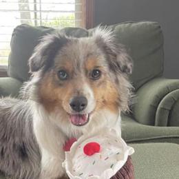Miniature Australian Shepherds from HJG Mini Aussies