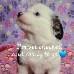 Carletto Beltramini - Blue merle male Toy Australian Shepherd puppy in Laconia, Indiana from Beasley Acres Aussies