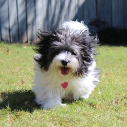 Penelope - Coton de Tulear