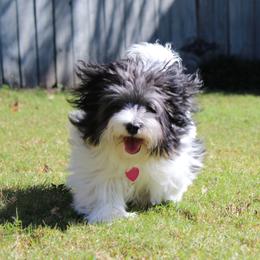 Penelope - Coton de Tulear