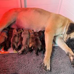 Emerald Collar - Brindle male Boerboel puppy in Manitowoc, Wisconsin from Mae Boerboel