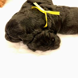 Goldendoodle Puppies from Timpanogos Doodles