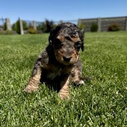 Bernedoodle Puppies from Burbank Bernedoodles