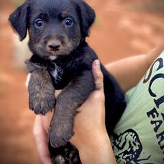 Aussiedoodle and Leopardoodle Puppies from A Puppy Crush