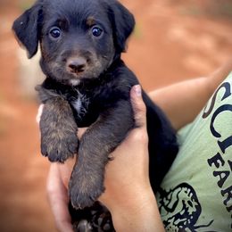 Aussiedoodle and Leopardoodle Puppies from A Puppy Crush