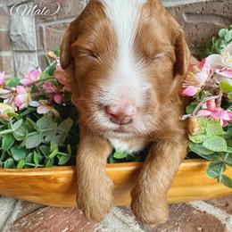 Boys listing - Red  male Goldendoodle puppy in Ozark, Missouri from Halo Doodles