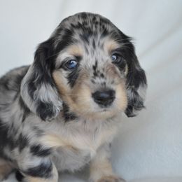Dachshund Puppies from Dreamheart Dachshunds
