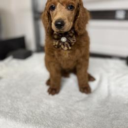 Brown collar - Red  male Poodle puppy in Riverside, California from Riverside red poodles