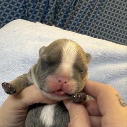Boy 2 - Blue male French Bulldog puppy in Spanaway, Washington from Frog Faced Frenchies