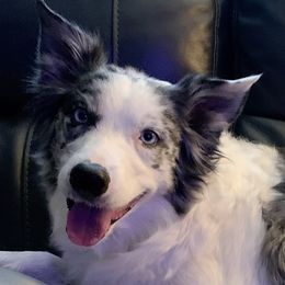 Riley - Border Collie