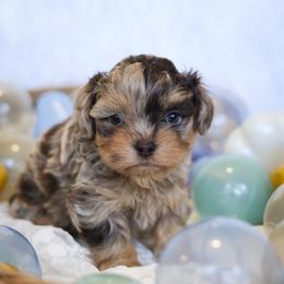 Twix - Merle male Shihpoo puppy in Nickelsville, Virginia from The Teddybear Shihpoo
