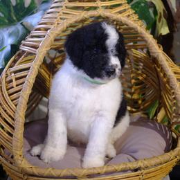 Dancer - Black and white male Aussiedoodle puppy in Pomona, California from Socal Aussiedoodles