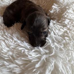 Girl 2 - female Dachshund puppy in Elizabeth, Colorado from Wieners are Wonderful