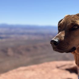Rhodesian Ridgebacks from Penny's Puppies (Rhodesian Ridgeback)