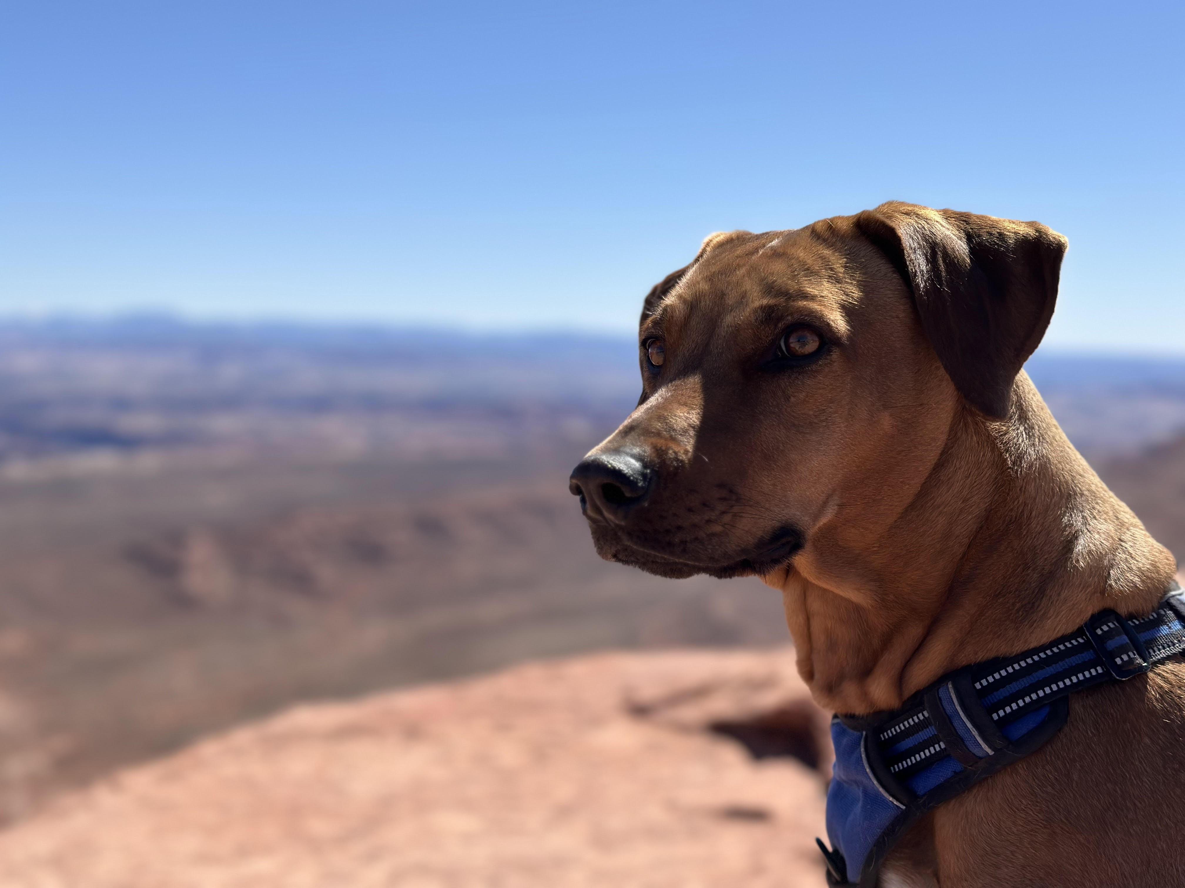 Penny's Puppies (Rhodesian Ridgeback) in Utah | Rhodesian Ridgeback ...