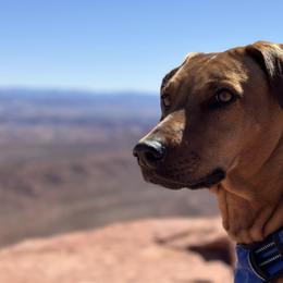 Rhodesian Ridgebacks from Penny's Puppies (Rhodesian Ridgeback)