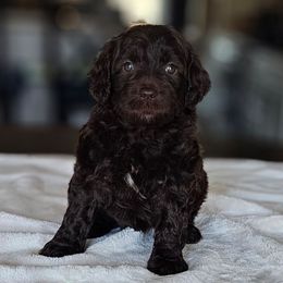 Dolly - Chocolate female Australian Labradoodle puppy in Glenford, Ohio from Mi-De Doodles