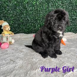 Purple girl - Black and white female Bernedoodle puppy in Modesto, California from Two Doods Doodles