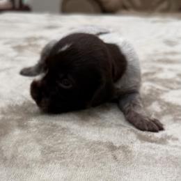 Girl 2 - Brown and gray female Wirehaired Pointing Griffon puppy in Shelley, Idaho from Western Gundogs