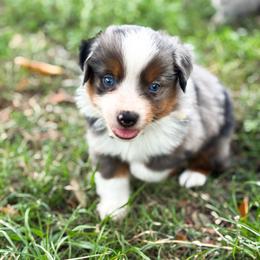 Thunder - Blue merle male Toy Australian Shepherd puppy in Polk City, Florida from Skaky Shepherds