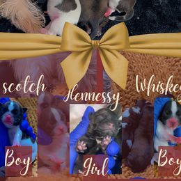 Shih Tzu puppies from Pretty Paws Shih Tzu's