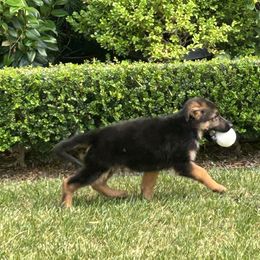 Damian - Black and red male German Shepherd puppy in Whitewater, California from Vom Haus Metzler Shepherds
