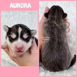 Aurora - Blue female Pomsky puppy in Sheffield, Iowa from Clover Ridge Pomskies
