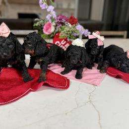 Goldendoodle puppies from Farm Fresh Doodles