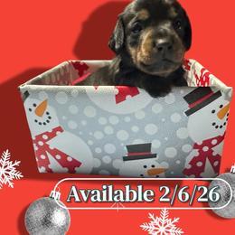 Black and Tan Boy - Black and tan male Dachshund puppy in Newark, Ohio from Freyja’s Legacy Dachshunds