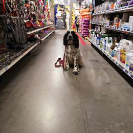 Boykin Spaniel and English Springer Spaniel Puppies from 31 Pines Springers & Retrievers