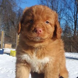 Nova Scotia Duck Tolling Retrievers from Rosecreek Tollers