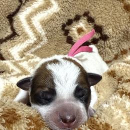 Trophy Wife - Red speckled female Australian Cattle Dog puppy in Marana, Arizona from Cactus Heelers Arizona