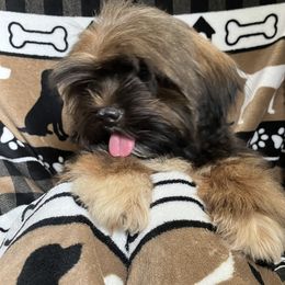 FLORIDA ZIV TEMP NAME Meaning BRILLIANCE AKC FLORIDA LHASA APSO MULTI CHAMPION ANCESTRY - Grizzle male Lhasa Apso puppy in Bell, Florida from Maryann & Kandis