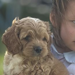 Cavapoos and Cockapoos from The Barkery