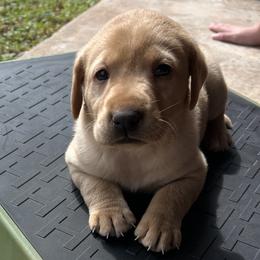 Red - Yellow male Labrador Retriever puppy in Oklahoma City, Oklahoma from H & H Retrievers