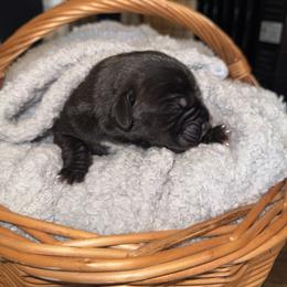 Girl 5 - Black brindle female Cane Corso puppy in Colorado Springs, Colorado from Legacy Bloodline