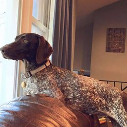 Kai - German Shorthaired Pointer